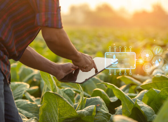 Farmer working in the tobacco field. Man is examining and using